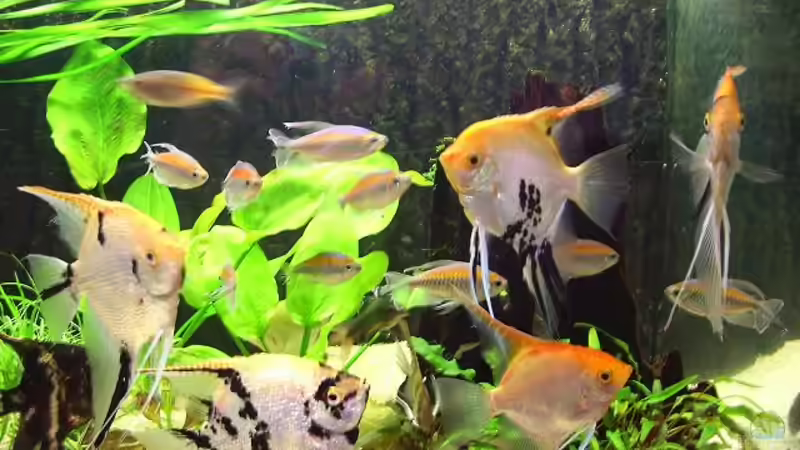 Besatz im Aquarium Becken 8864 von Maximilian Pühl (3)