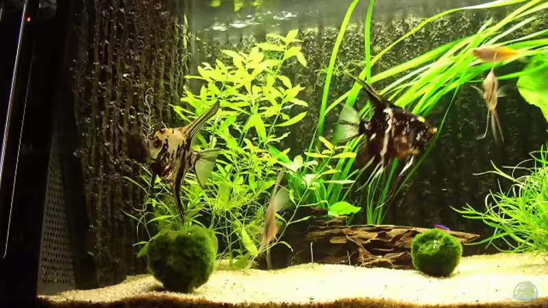 Besatz im Aquarium Becken 8864 von Maximilian Pühl (4)