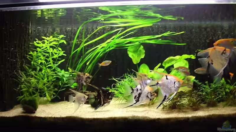 Besatz im Aquarium Becken 8864 von Maximilian Pühl (5)