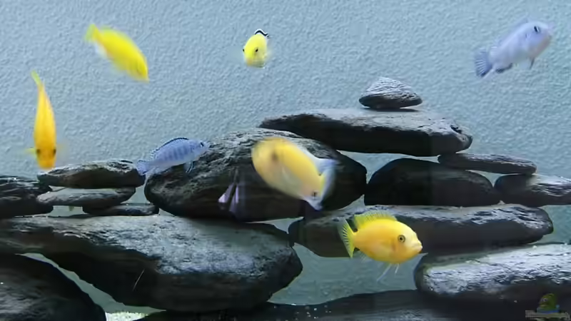 Besatz im Aquarium Becken 8877 von Hanspeter Widmer (10)