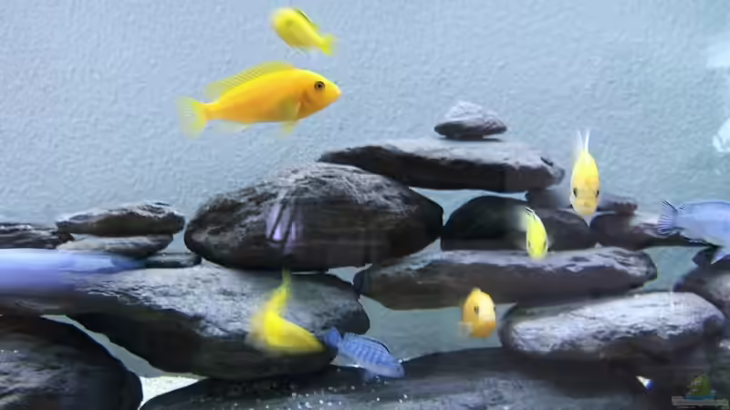 Besatz im Aquarium Becken 8877 von Hanspeter Widmer (11)