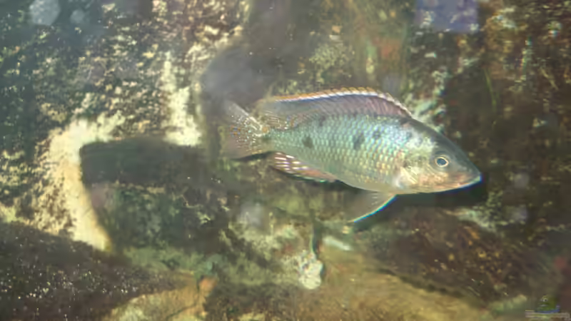 Besatz im Aquarium Becken 8879 von Christian Z. (10)