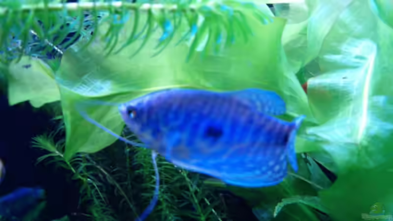 Besatz im Aquarium Becken 8880 von Nadine Wilmer (17)