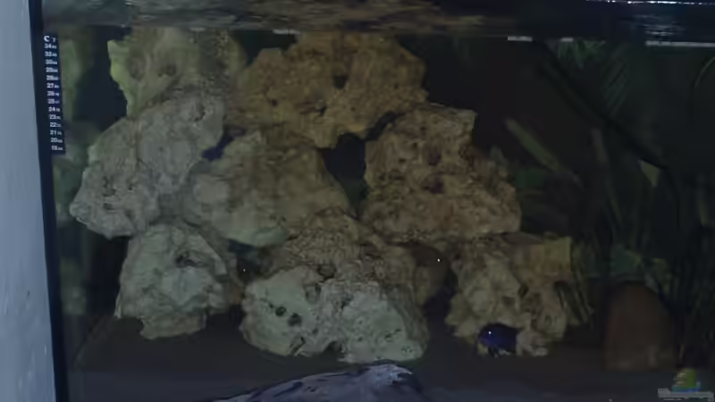 Besatz im Aquarium Becken 8893 von Maik Böhme (12)