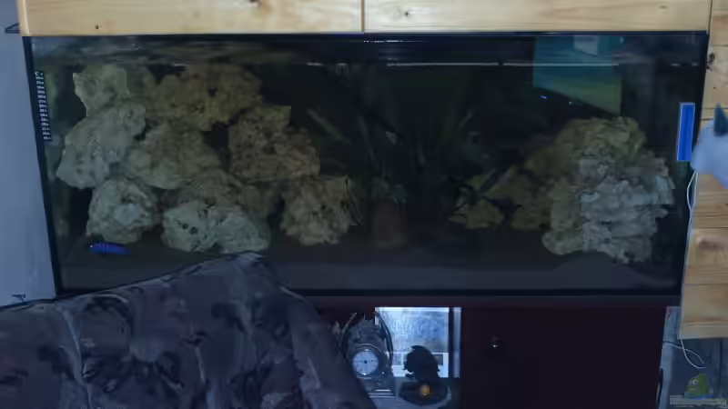 Besatz im Aquarium Becken 8893 von Maik Böhme (14)