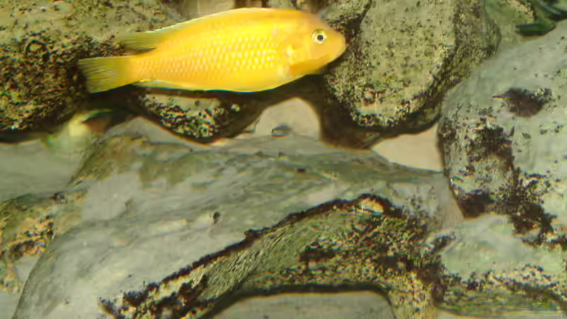 Besatz im Aquarium Becken 89 von Marcos Arias (10)