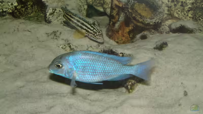 Besatz im Aquarium Becken 89 von Marcos Arias (14)