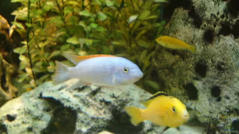 Besatz im Aquarium Becken 89 von Marcos Arias (15)