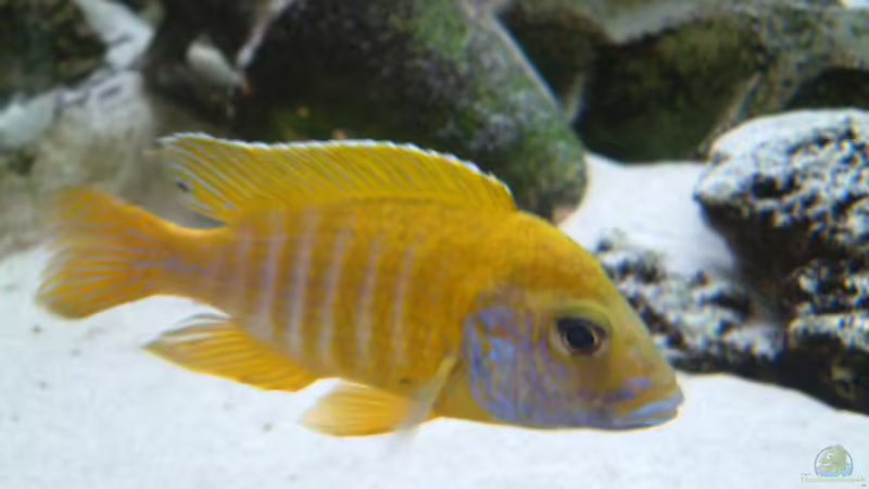 Besatz im Aquarium Becken 89 von Marcos Arias (16)