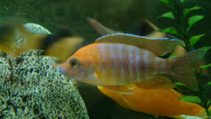 Besatz im Aquarium Becken 89 von Marcos Arias (17)