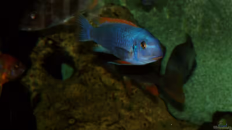 Besatz im Aquarium Becken 89 von Marcos Arias (18)