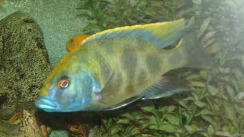 Besatz im Aquarium Becken 89 von Marcos Arias (19)