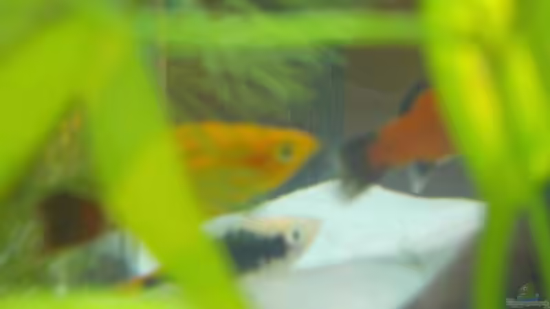 Besatz im Aquarium Becken 8912 von Andreas Reim (14)