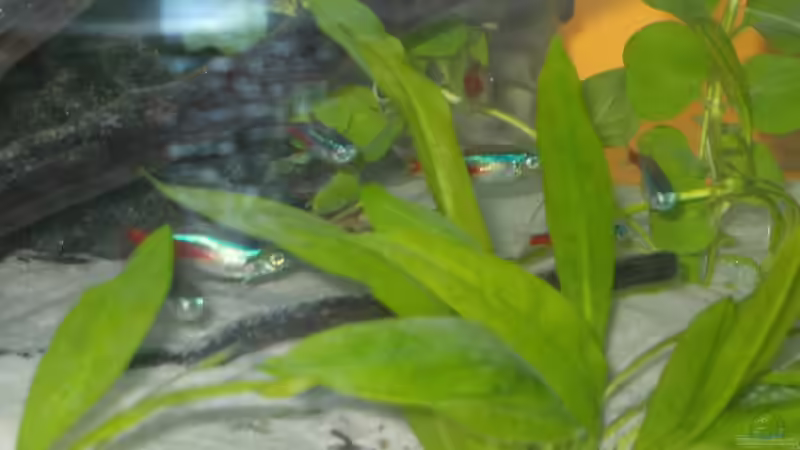 Besatz im Aquarium Becken 8912 von Andreas Reim (15)