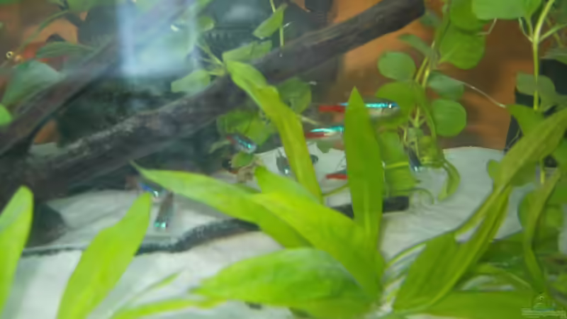 Besatz im Aquarium Becken 8912 von Andreas Reim (16)