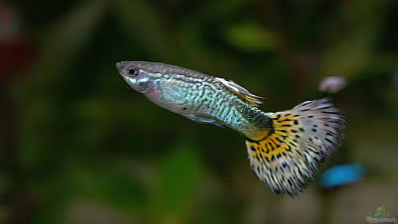 Besatz im Aquarium Becken 8914 von André Böhme (10)