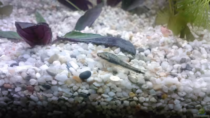 Besatz im Aquarium Becken 8914 von André Böhme (11)