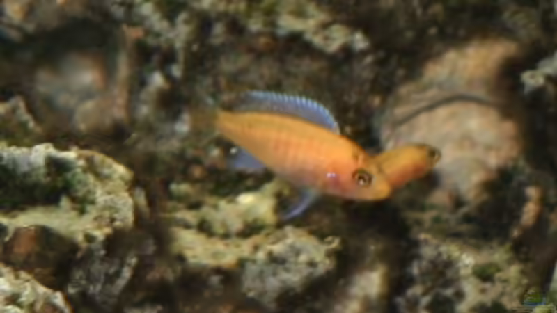 Besatz im Aquarium Becken 892 von Rolf Drechsler (11)