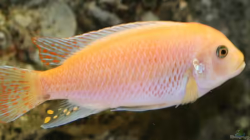 Besatz im Aquarium Becken 892 von Rolf Drechsler (8)