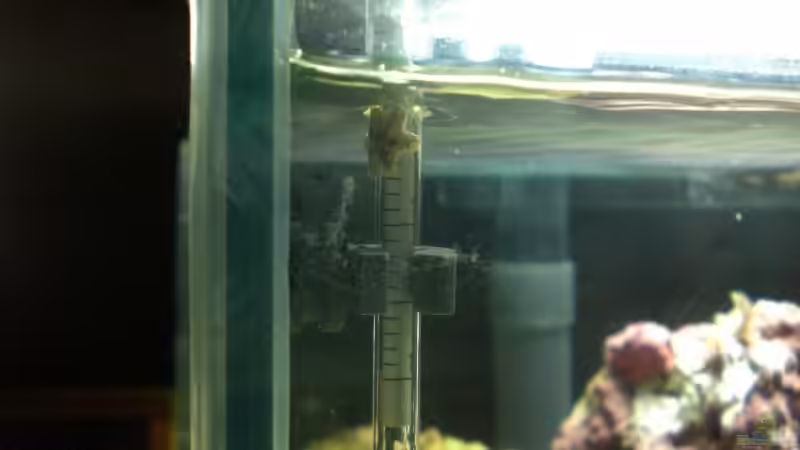 Besatz im Aquarium Becken 8937 von rot08 (5)