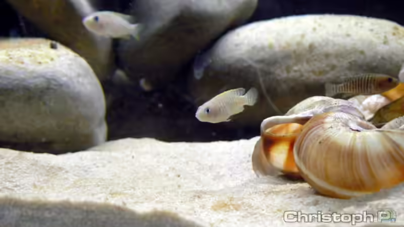 Besatz im Aquarium Becken 8939 von gruengold (13)
