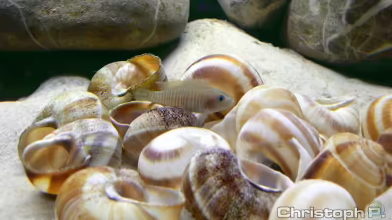 Besatz im Aquarium Becken 8939 von gruengold (14)