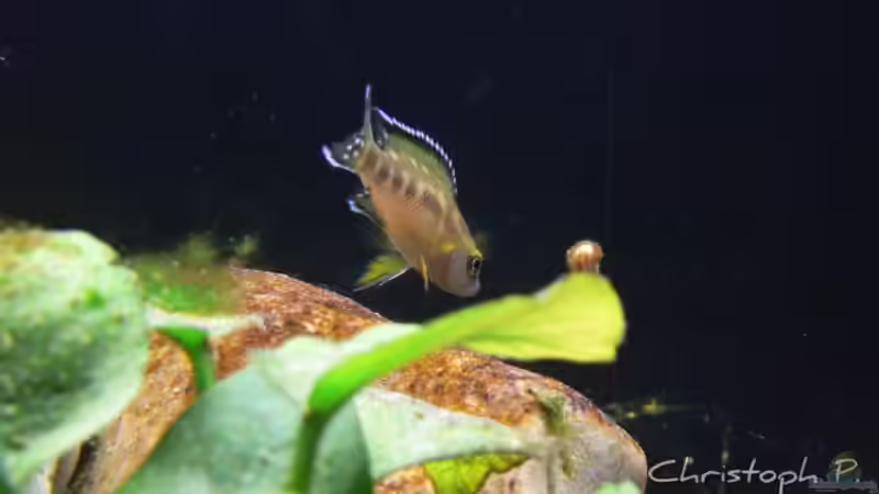 Besatz im Aquarium Becken 8939 von gruengold (17)