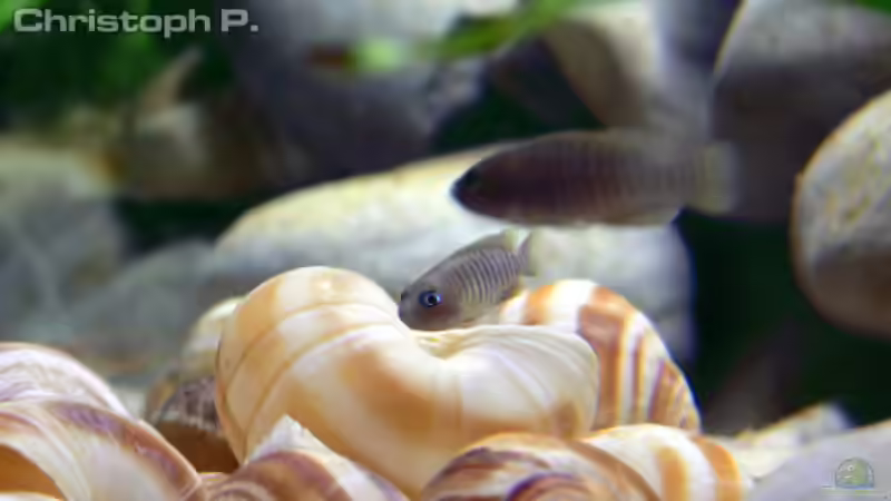 Besatz im Aquarium Becken 8939 von gruengold (18)