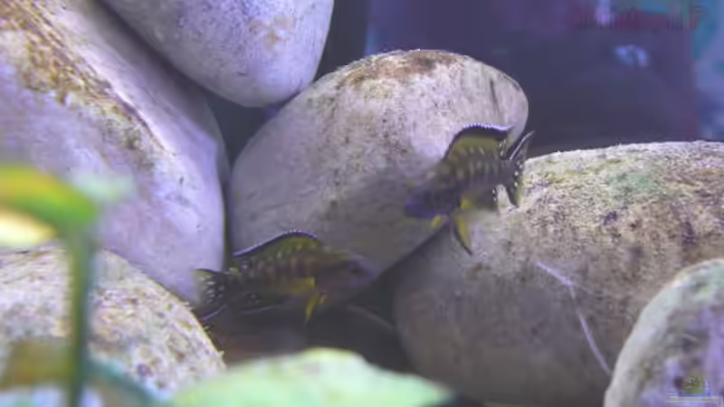 Besatz im Aquarium Becken 8939 von gruengold (20)