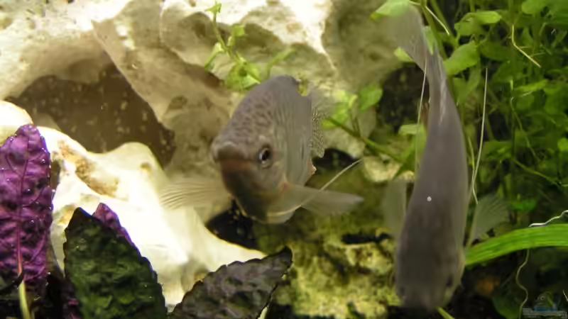 Besatz im Aquarium Becken 8946 von Meik Fahrenbach (8)