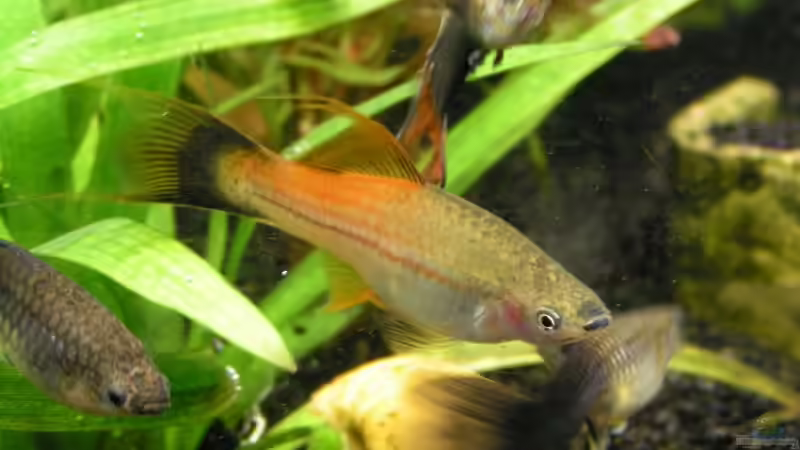 Besatz im Aquarium Becken 8946 von Meik Fahrenbach (9)