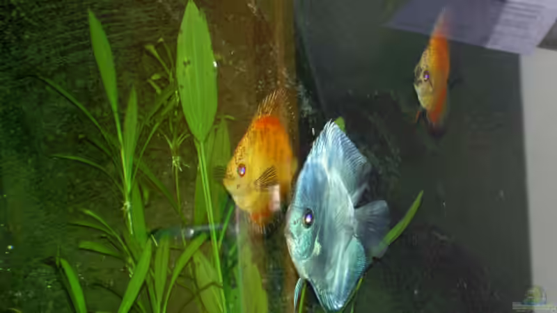 Besatz im Aquarium Becken 895 von Michael Eberhardt (17)