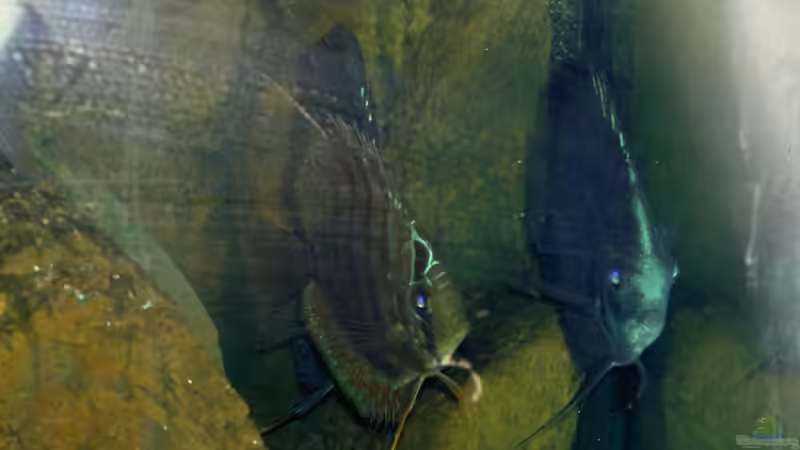 Besatz im Aquarium Becken 895 von Michael Eberhardt (18)