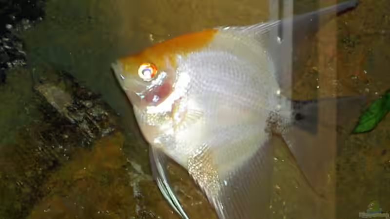 Besatz im Aquarium Becken 895 von Michael Eberhardt (19)