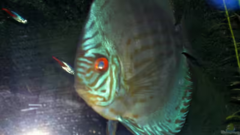 Besatz im Aquarium Becken 895 von Michael Eberhardt (20)