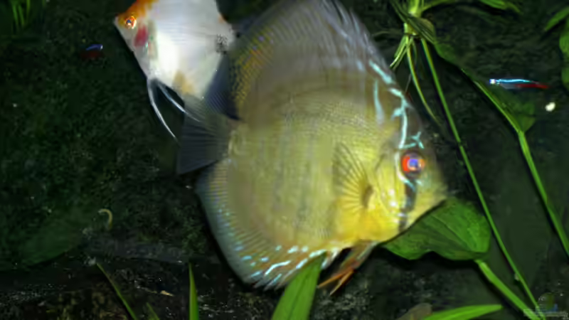 Besatz im Aquarium Becken 895 von Michael Eberhardt (21)