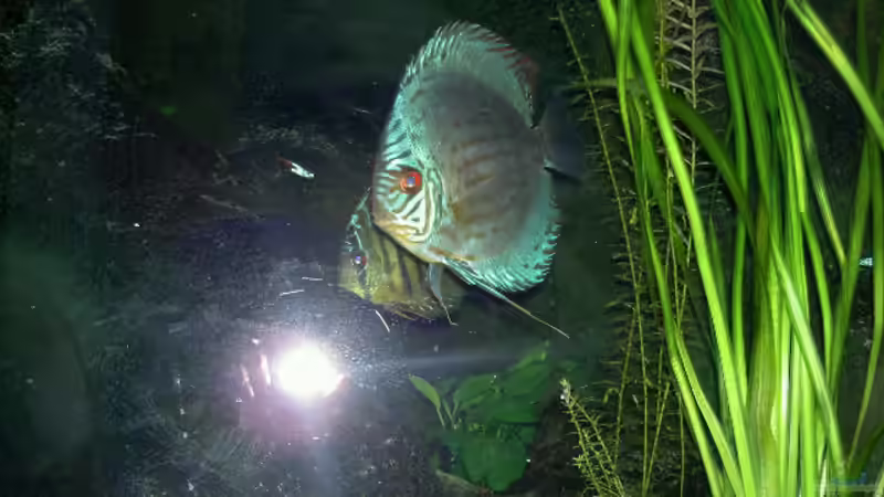 Besatz im Aquarium Becken 895 von Michael Eberhardt (22)