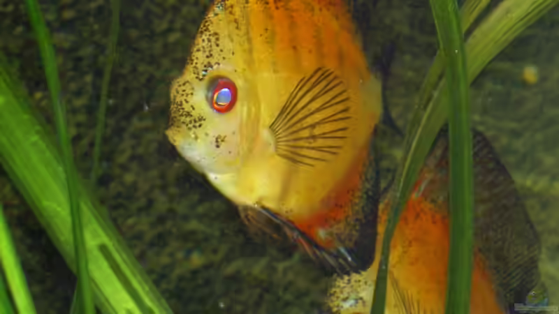 Besatz im Aquarium Becken 895 von Michael Eberhardt (23)