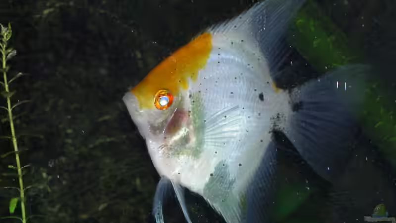 Besatz im Aquarium Becken 895 von Michael Eberhardt (24)