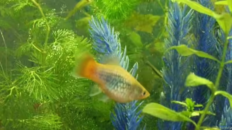 Besatz im Aquarium Becken 8958 von Sandy_ (14)