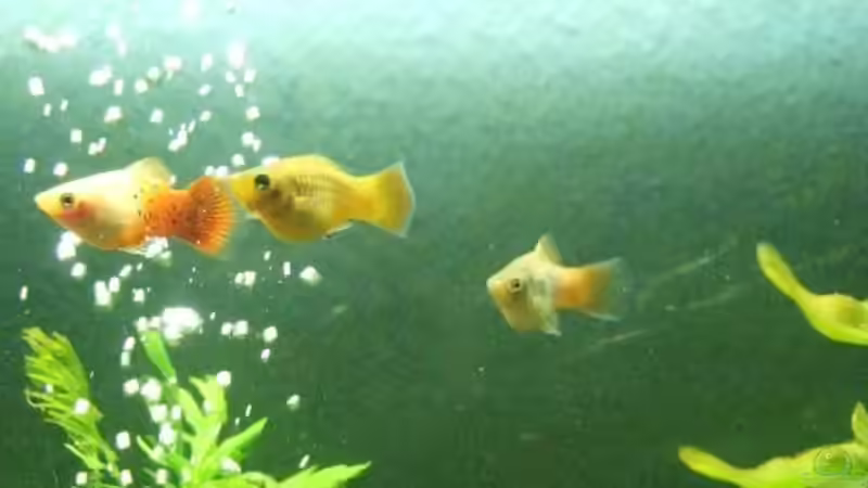 Besatz im Aquarium Becken 8958 von Sandy_ (16)