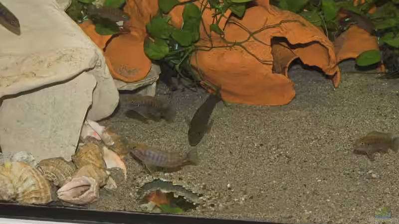 Besatz im Aquarium Becken 8960 von p.typus (7)