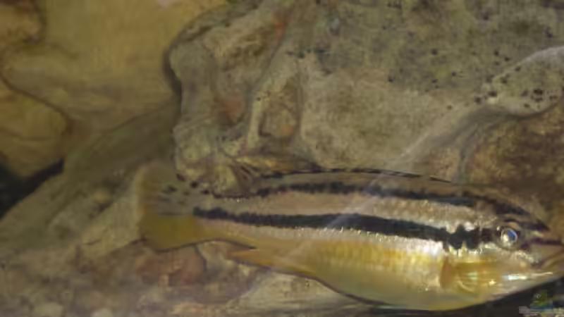 Besatz im Aquarium Becken 8970 von Dafi87 (10)