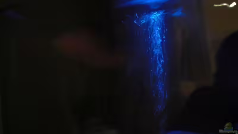 Besatz im Aquarium Becken 8970 von Dafi87 (11)