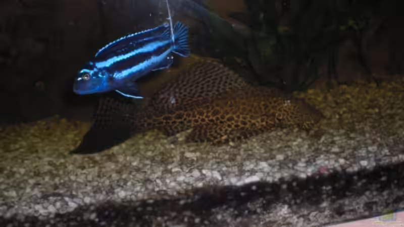 Besatz im Aquarium Becken 8970 von Dafi87 (2)