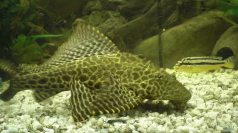 Besatz im Aquarium Becken 8970 von Dafi87 (3)