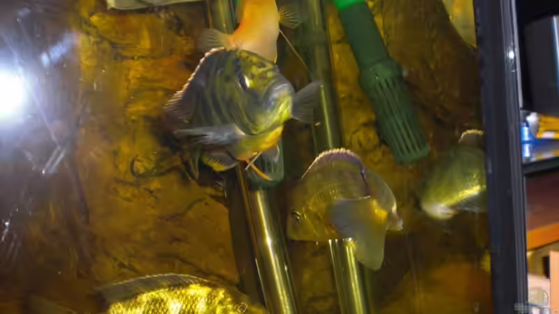 Besatz im Aquarium Becken 8970 von Dafi87 (5)