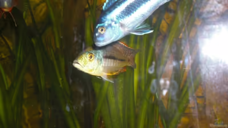 Besatz im Aquarium Becken 8970 von Dafi87 (6)