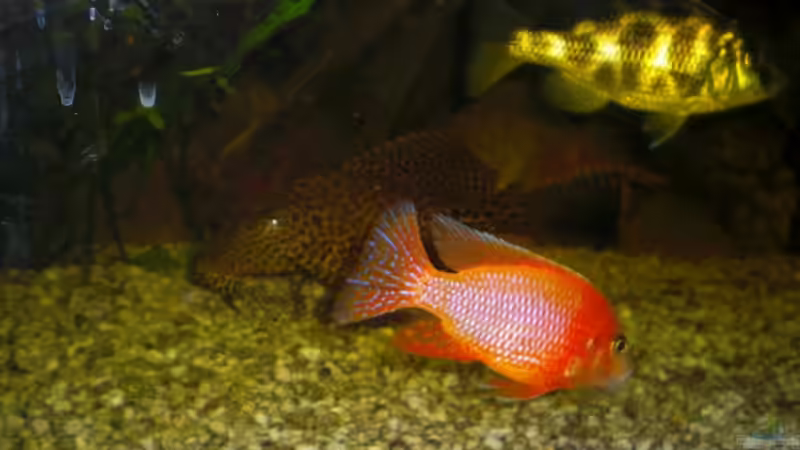 Besatz im Aquarium Becken 8970 von Dafi87 (7)