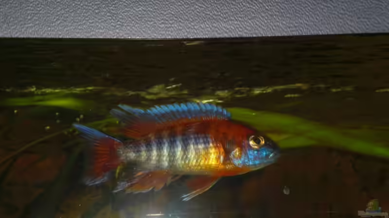 Besatz im Aquarium Becken 8970 von Dafi87 (8)